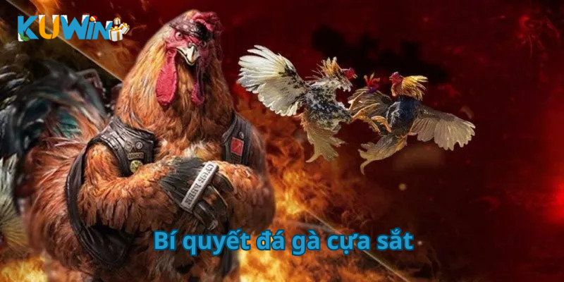 Bí quyết đá gà cựa sắt