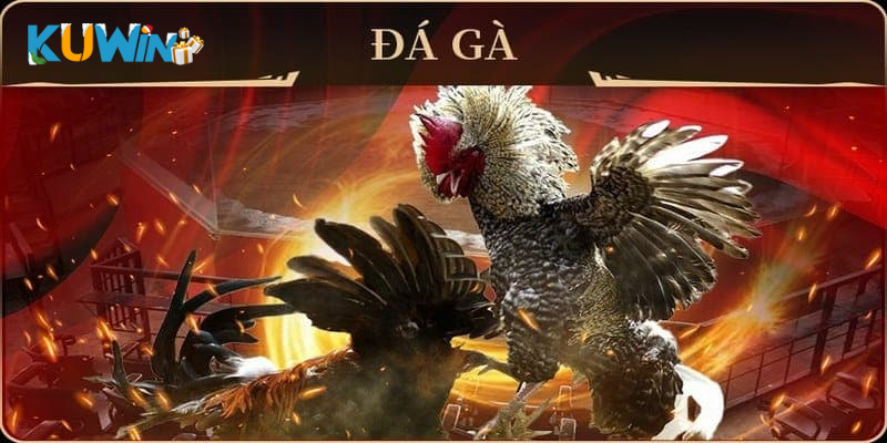 Đá gà cựa sắt hấp dẫn tại kuwin