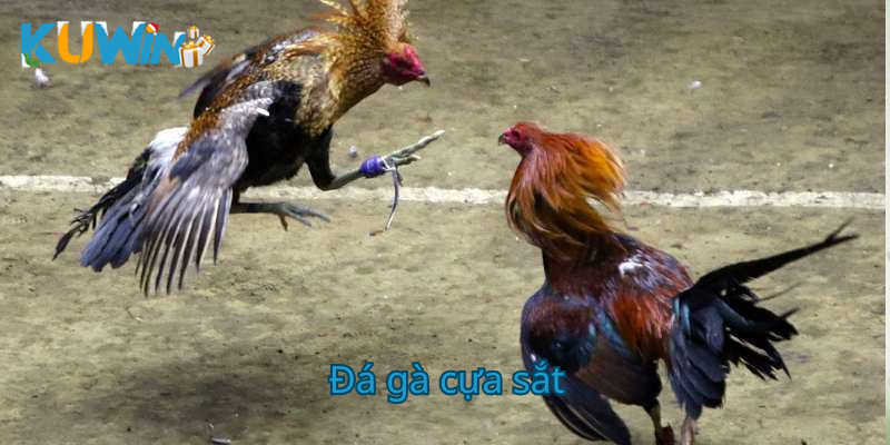 Đá gà cựa sắt thumb