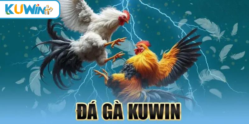 Đá gà đòn kuwin thumb