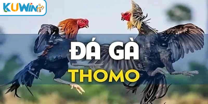 Đá gà thomo kuwin thumb