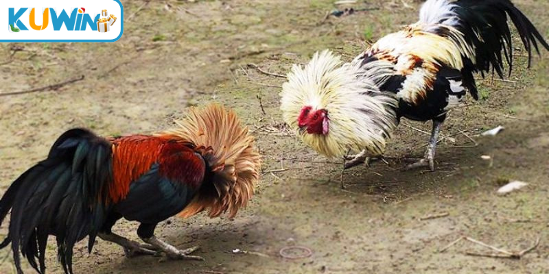 Đá gà thomo trực tiếp tại kuwin