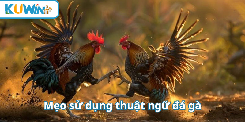 Mẹo sử dụng thuật ngữ đá gà