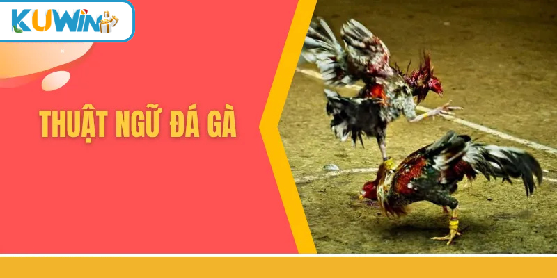 Thuật ngữ đá gà kuwin thumb