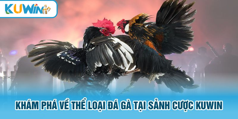 Trải nghiệm độc đáo tại sảnh đá gà đòn Kuwin