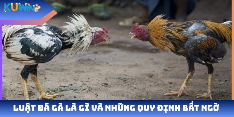 Luật đá gà tại kuwin