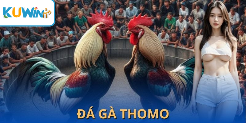 tham gia đá gà Thomo tại Kuwin